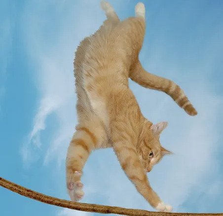 cat